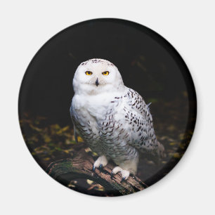 Majestätliche Winter-Schneeeule Magnet
