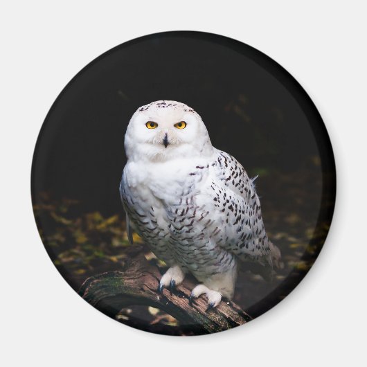 Majestätliche Winter-Schneeeule Magnet (Vorne)