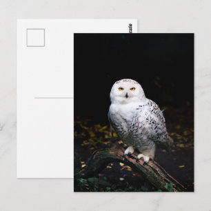 Majestätliche Winter-Schneeeule Postkarte