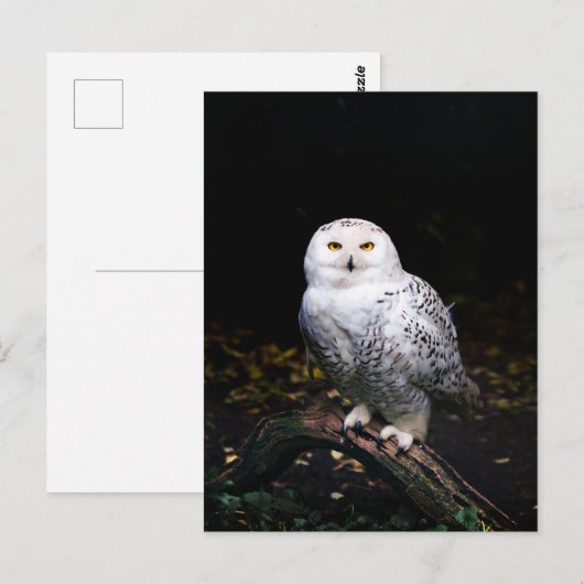 Majestätliche Winter-Schneeeule Postkarte (Vorne/Hinten)