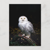 Majestätliche Winter-Schneeeule Postkarte (Vorderseite)