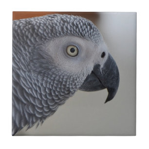 Majestic African Gray Parrot Fliese