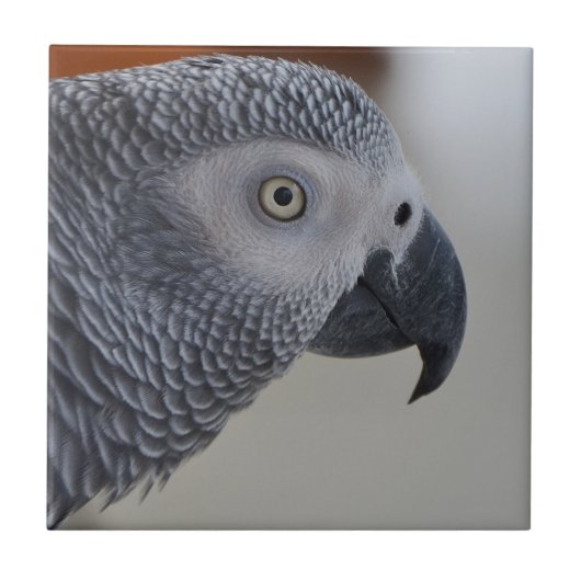 Majestic African Gray Parrot Fliese (Vorderseite)
