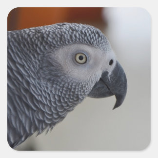 Majestic African Gray Parrot Quadratischer Aufkleber