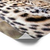 Majestic African Leopard Poster oder Print (Ecke)