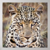 Majestic African Leopard Poster oder Print (Vorne)