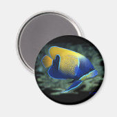 Majestic Angel Fish Magnet (Vorderseite/Rückseite)
