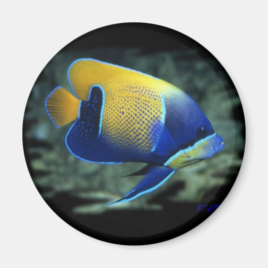 Majestic Angel Fish Magnet (Vorne)