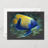 Majestic Angel Fish Postkarte (Vorne/Hinten)