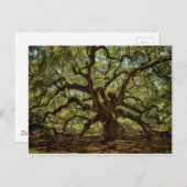 Majestic Angel Oak Postkarte (Vorne/Hinten)