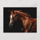 Majestic Arabian Postkarte (Vorderseite)