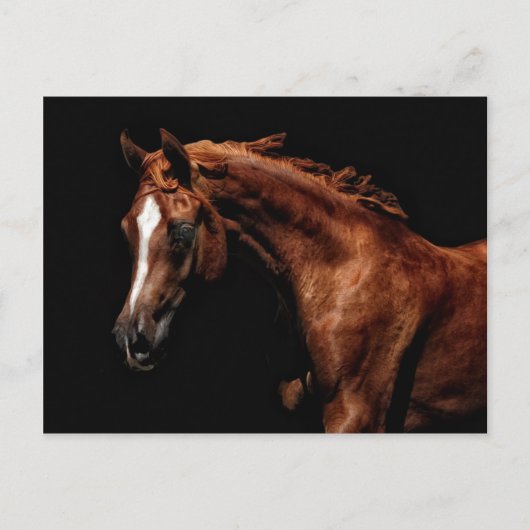 Majestic Arabian Postkarte (Vorderseite)