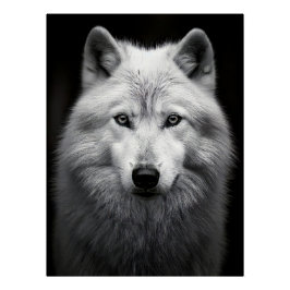 Majestic Arctic Wolf Portrait in High Contrast Bla Poster