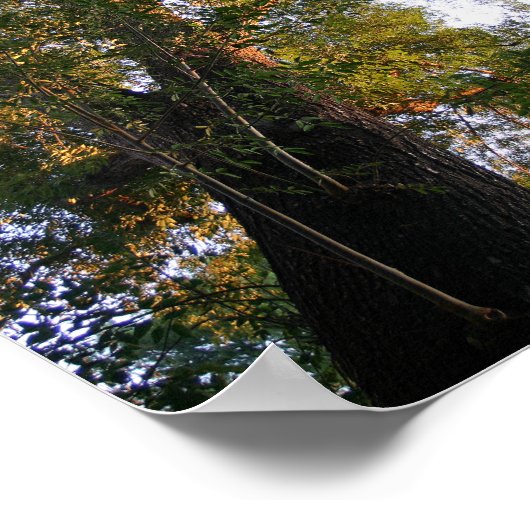 Majestic Ash Tree Sunlit Fotografy Poster (Ecke)