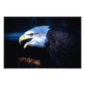 Majestic Bald Eagle Fotodruck (Vorne)