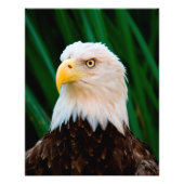 Majestic Bald Eagle Fotodruck (Vorne)