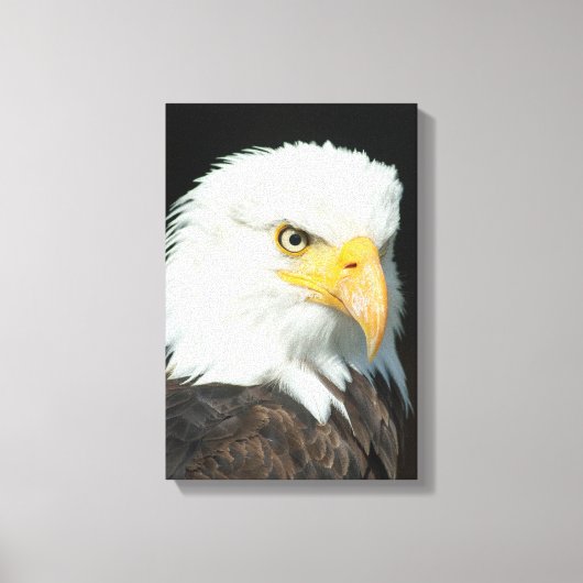 Majestic Bald Eagle Portrait Leinwanddruck (Vorderseite)