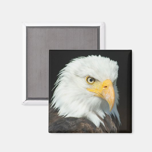 Majestic Bald Eagle Portrait Magnet (Vorderseite/Rückseite)