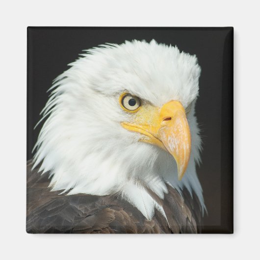 Majestic Bald Eagle Portrait Magnet (Vorne)
