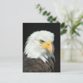Majestic Bald Eagle Portrait Postkarte (Stehend Vorderseite)