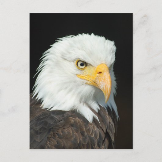 Majestic Bald Eagle Portrait Postkarte (Vorderseite)