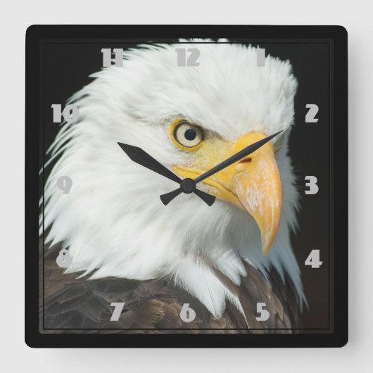 Majestic Bald Eagle Portrait Quadratische Wanduhr (Vorderseite)