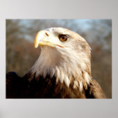 Majestic Bald Eagle Poster (Vorne)