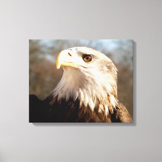 Majestic Bald Eagle Profil Leinwanddruck (Vorderseite)