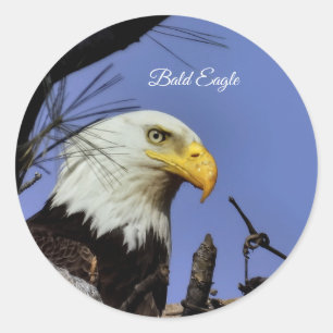 Majestic Bald Eagle Runder Aufkleber