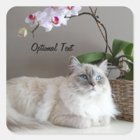 Majestic Balinese Cat