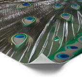 Majestic Beautiful Peacock Fotos Poster (Ecke)