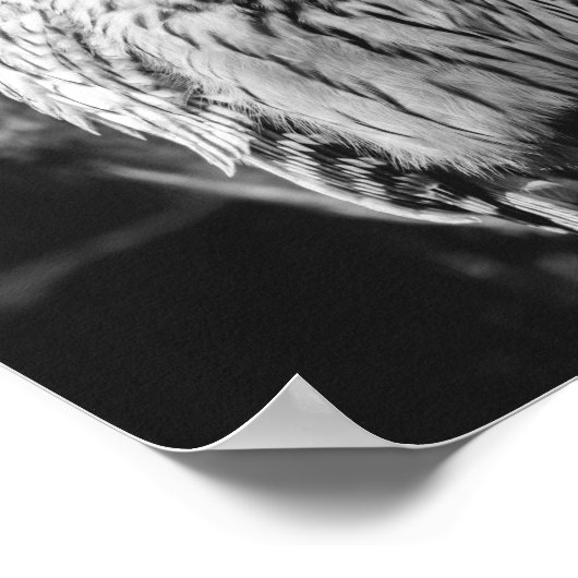 Majestic Bird of Prey Poster (Ecke)