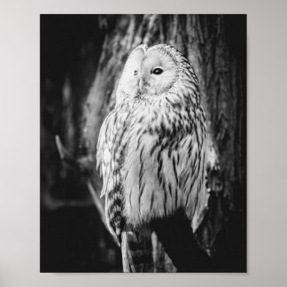 Majestic Bird of Prey Poster