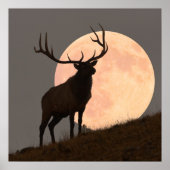 Majestic Bull Elk und Vollmond-Aufstieg Poster (Vorne)