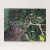 Majestic Bull Elk zeigt sich für die Kühe Puzzle (Horizontal)