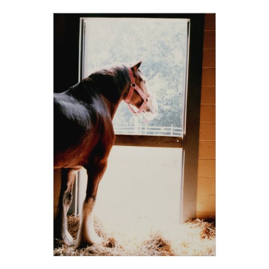 Majestic Clydesdale Fotodruck (Vorne)