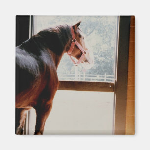 Majestic Clydesdale Magnet