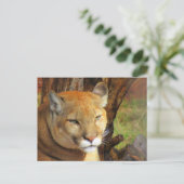 Majestic Cougar Postcard Postkarte (Stehend Vorderseite)
