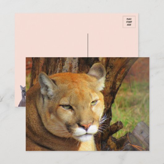 Majestic Cougar Postcard Postkarte (Vorne/Hinten)