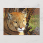 Majestic Cougar Postcard Postkarte (Vorderseite)