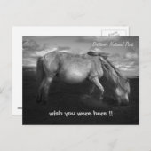 Majestic Dartmoor Pony Portrait Postkarte (Vorne/Hinten)
