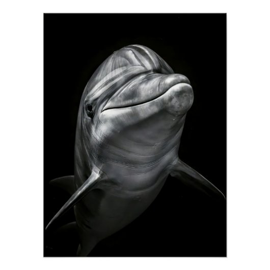 Majestic Dolphin Portrait in High Contrast Poster (Vorderseite)
