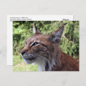 Majestic Eurasian Lynx im Skåne Zoo Postcard Postkarte (Vorne/Hinten)