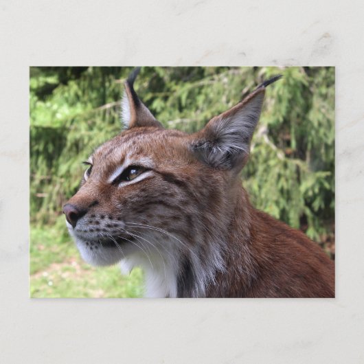 Majestic Eurasian Lynx im Skåne Zoo Postcard Postkarte (Vorderseite)