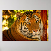 Majestic Face Poster (Vorne)