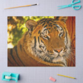 Majestic Face Seidenpapier (Basteln)