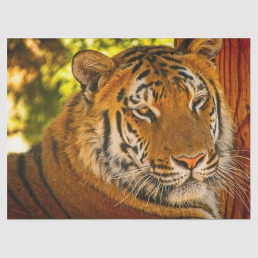 Majestic Face Seidenpapier (Vorderseite)