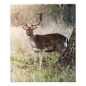 Majestic Fallow Buck Fotodruck (Vorne)