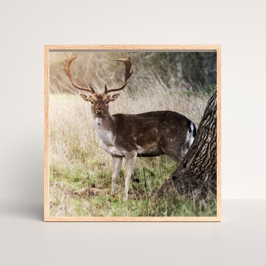 Majestic Fallow Buck Fotodruck