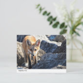 Majestic Fox Postkarte (Stehend Vorderseite)